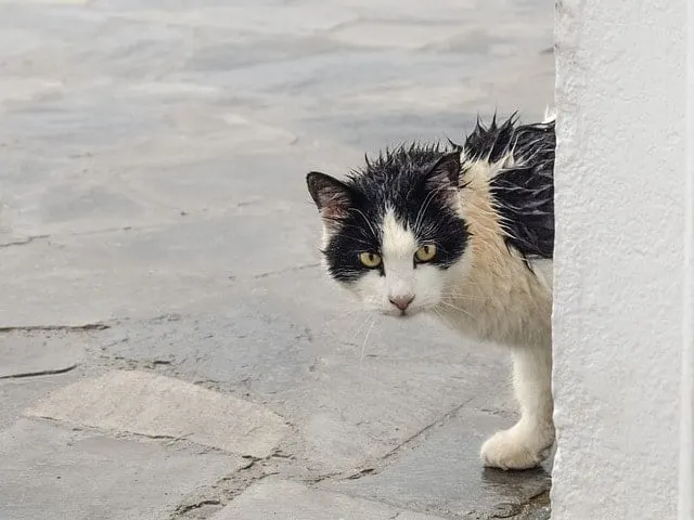 Cat after a Homemade Cat Shampoo session