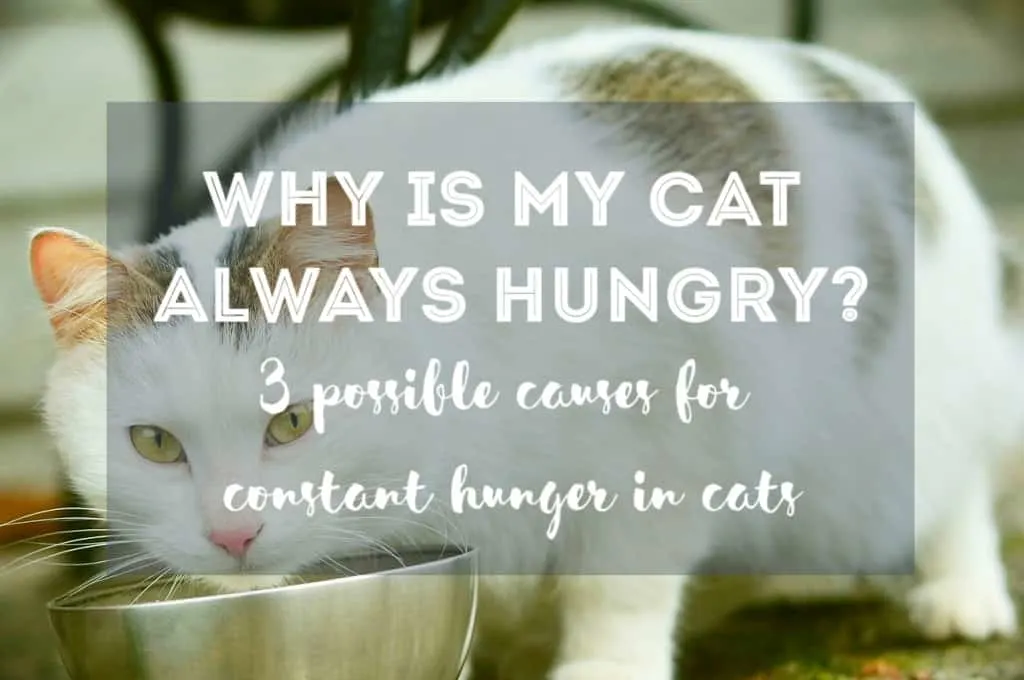 Why is My Cat Always Hungry? | Fluffy Kitty