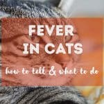 How to Get Cat Pee Out of Carpet, Clothes, & Mattress