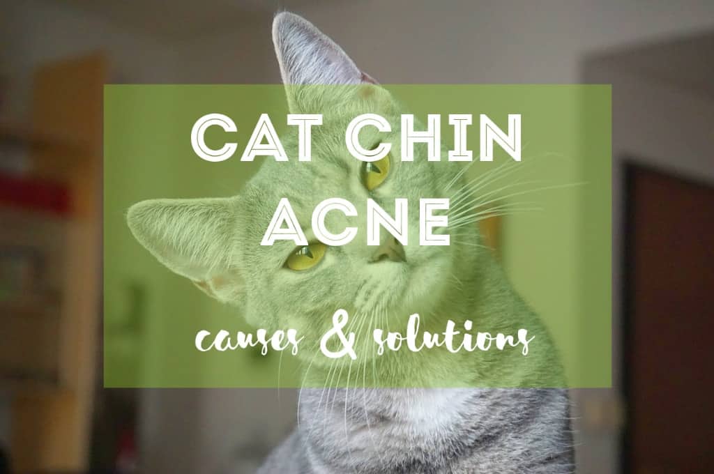 Cat Chin Acne | Fluffy Kitty