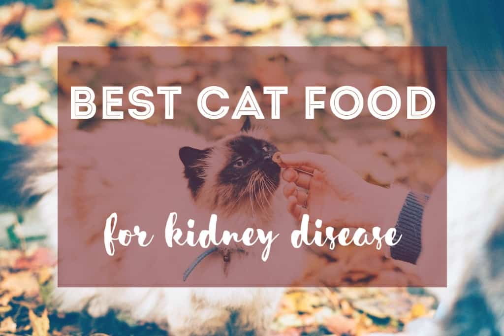 Best Cat Food for Kidney Disease | Fluffy Kitty