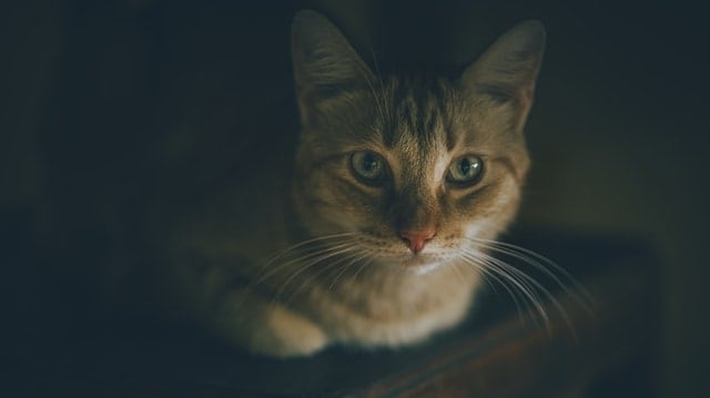 Cat Chin Acne | Fluffy Kitty