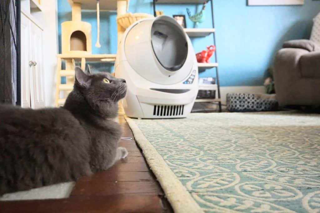 Litter-Robot III Open Air with Connect Review | Fluffy Kitty