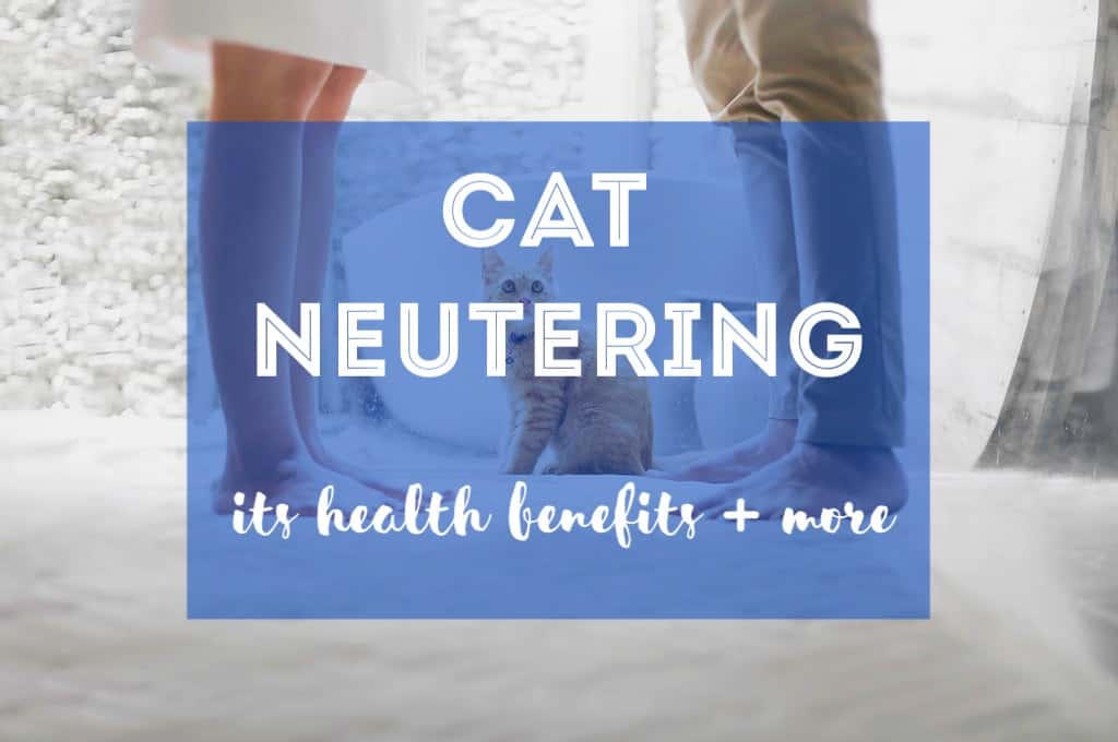 Cat Neutering | Fluffy Kitty