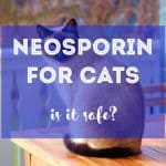 Cat Neutering | Health Benefits & Population Control