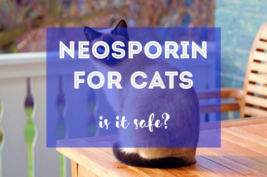 Is Neosporin Safe for Cats? | Fluffy Kitty