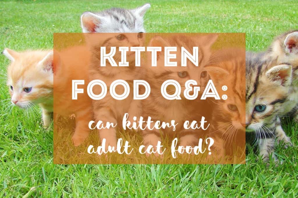 Can Kittens Eat Adult Cat Food? | Fluffy Kitty