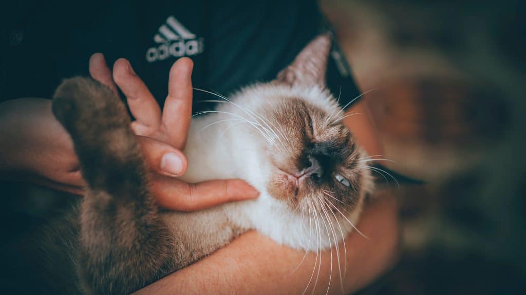 Ultimate Guide to Cat Allergies: Causes, Symptoms, & Treatment