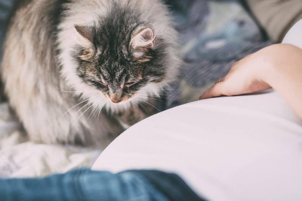 Ultimate Guide to Cat Allergies: Causes, Symptoms, & Treatment