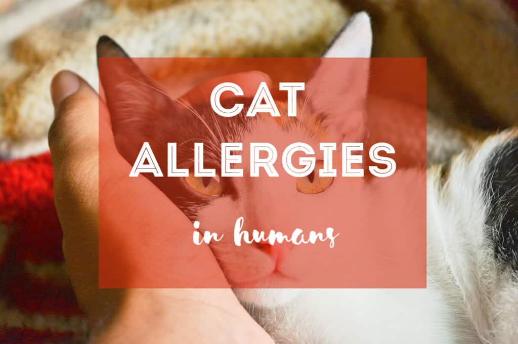 Ultimate Guide to Cat Allergies in Humans | Fluffy Kitty