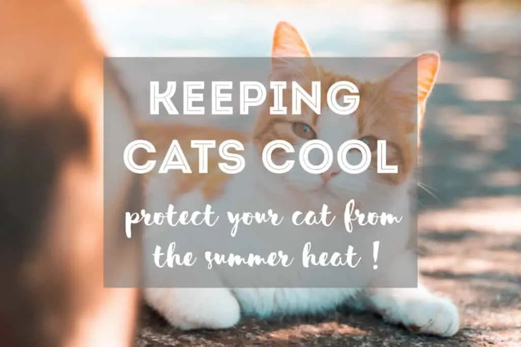 7 Tips on How to Keep Cats Cool in Summer | Fluffy Kitty