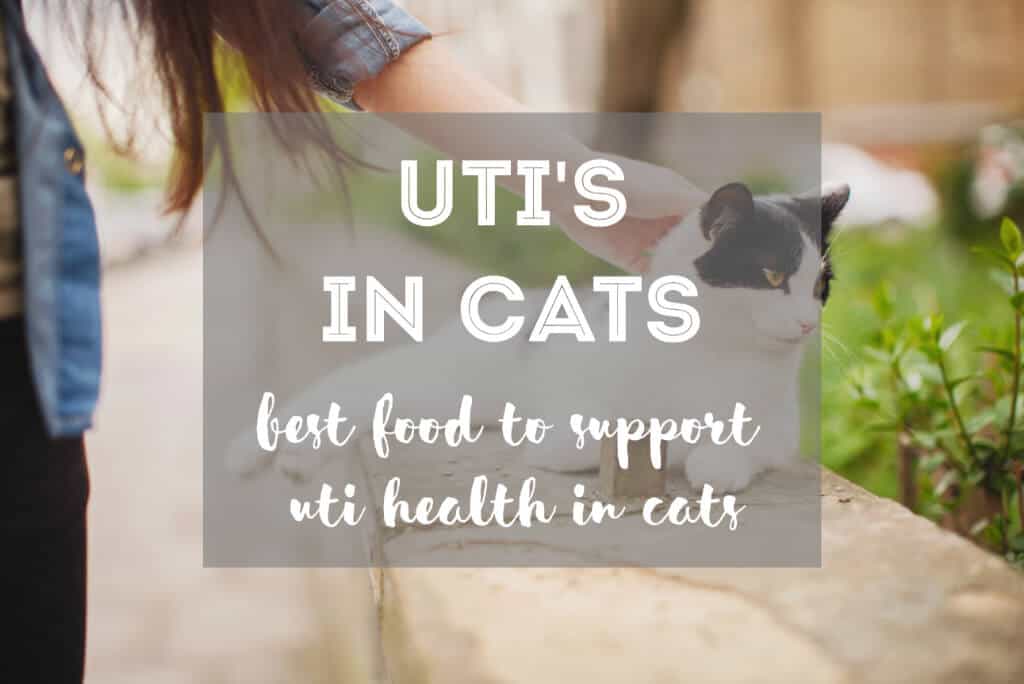 The Best Cat Food for Urinary Tract Infections in Cats - Guide + Tips | Fluffy Kitty