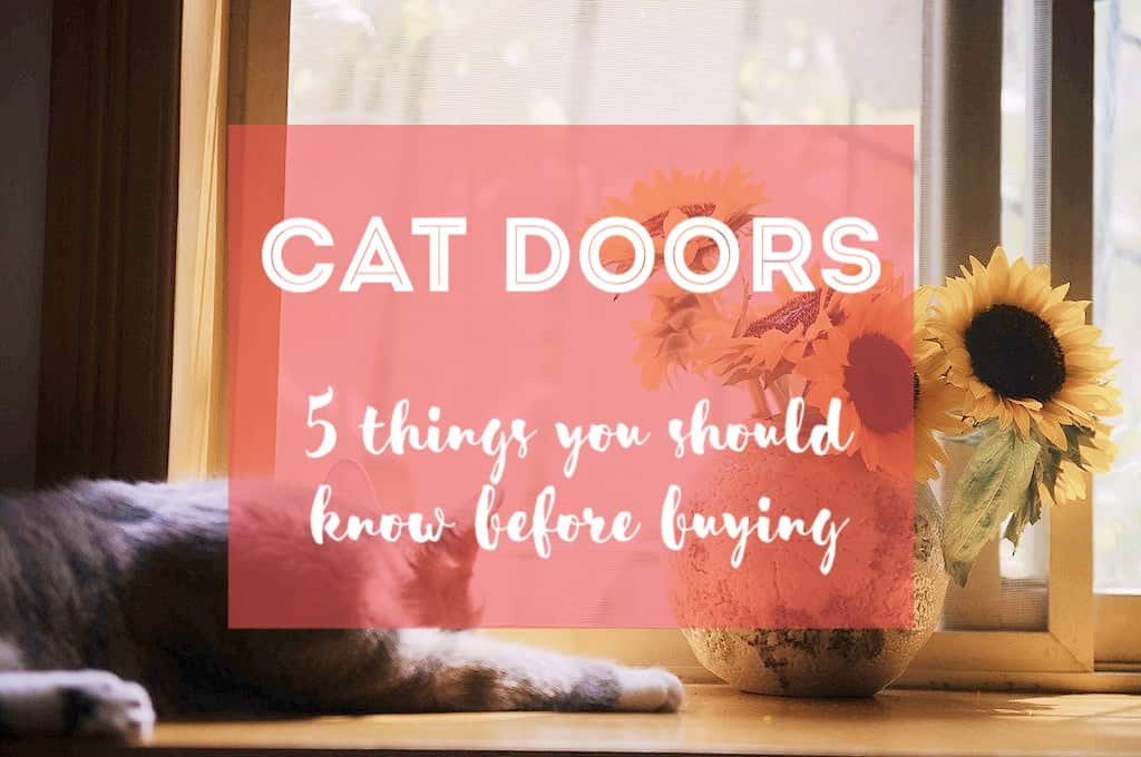 5 Things You Should Know Before Buying a Cat Door | Fluffy Kitty
