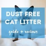 Best Antiseptic for Cats | Our Guide & Recommendation