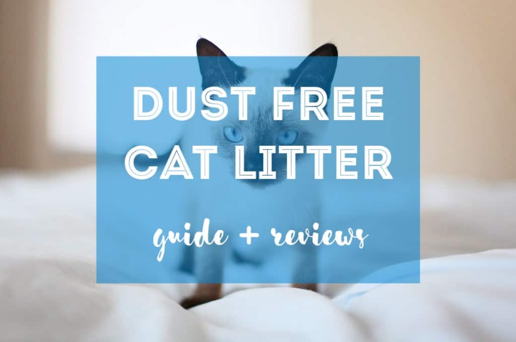 Dust Free Cat Litter | Our Selection