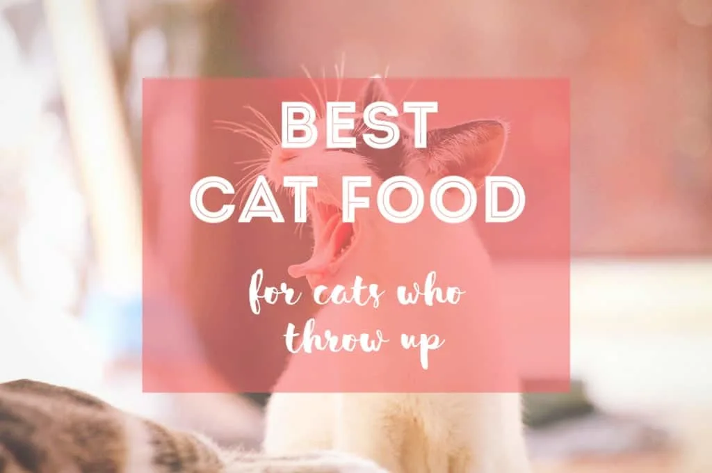 Best Cat Food for Cats Who Throw Up | Fluffy Kitty