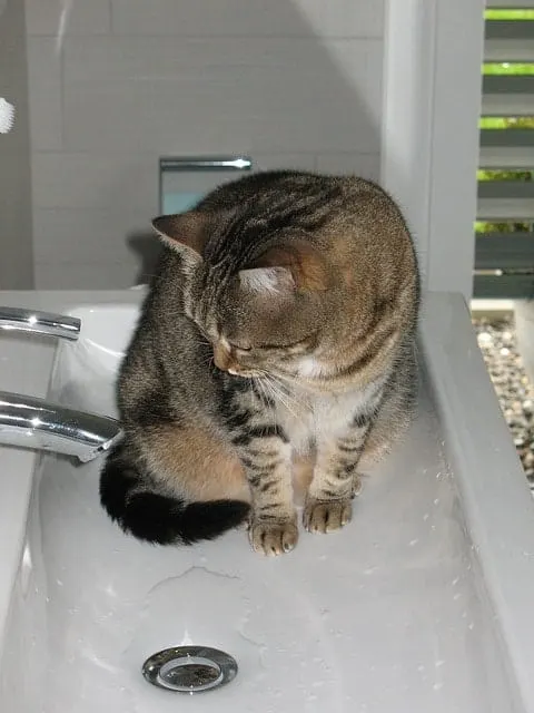 Do Cats Need Bathing? | Fluffy Kitty