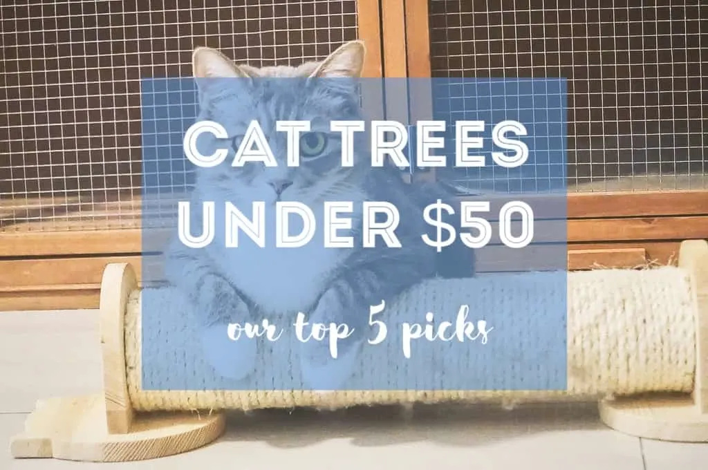 Cat Trees Under $50 | Fluffy Kitty
