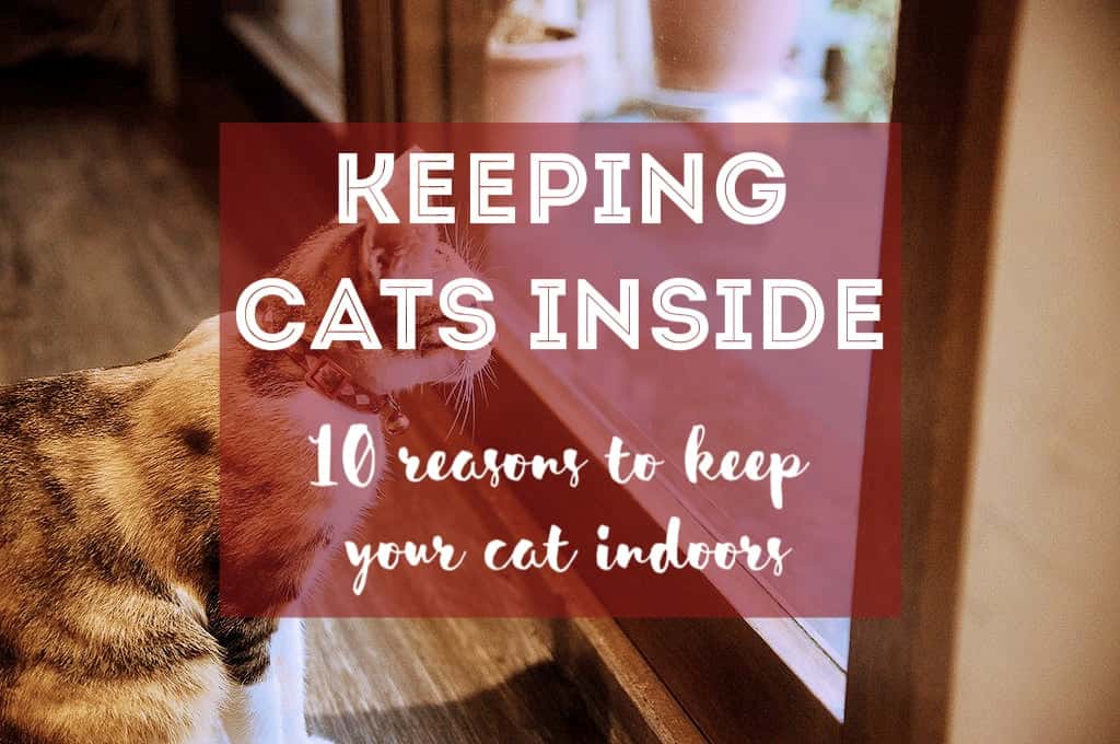 10 Reasons to Keep Your Cat Indoors | Fluffy Kitty