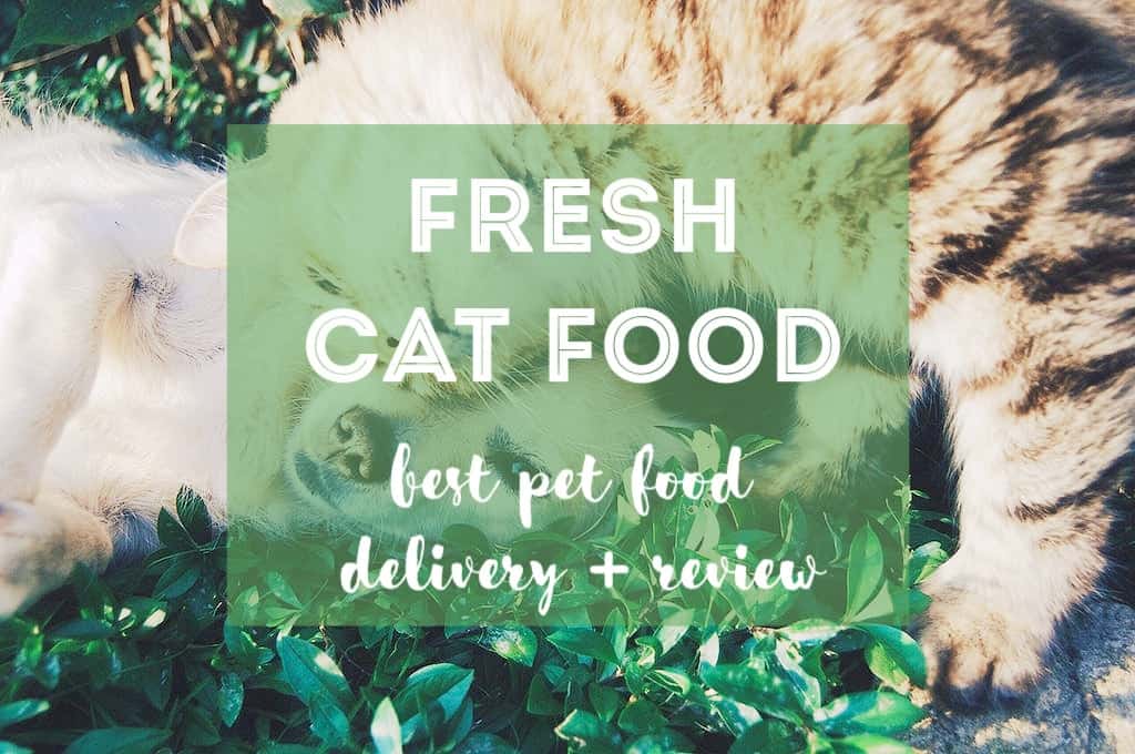 Best Fresh Pet Food Delivery | Fluffy Kitty