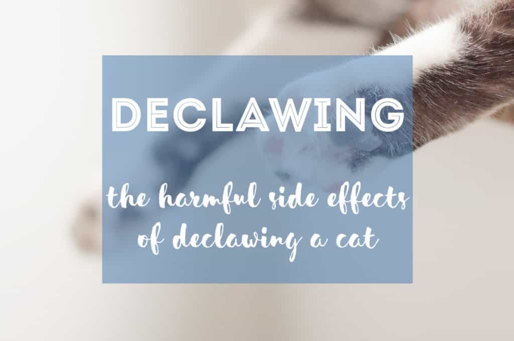 Side Effects of Declawing a Cat | Fluffy Kitty