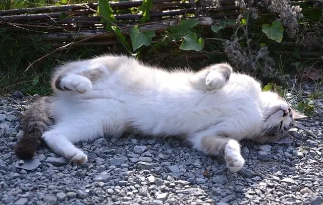 Cat Head Pressing | Fluffy Kitty