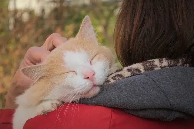 Cat Head Pressing | Fluffy Kitty