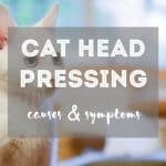 Common Neurological Problems in Cats | Our Guide