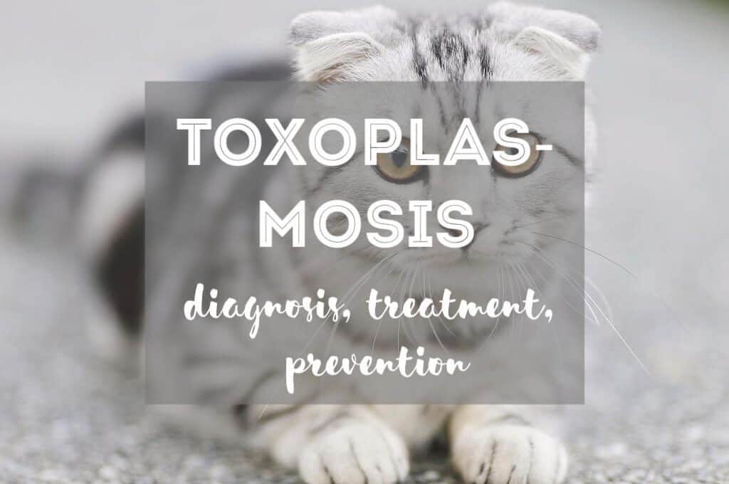 Toxoplasmosis in Cats | Fluffy Kitty