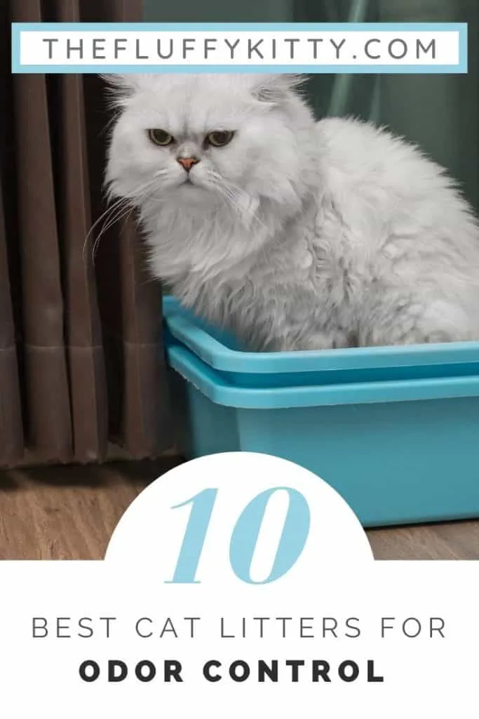 10 Best Cat Litters for Odor Control