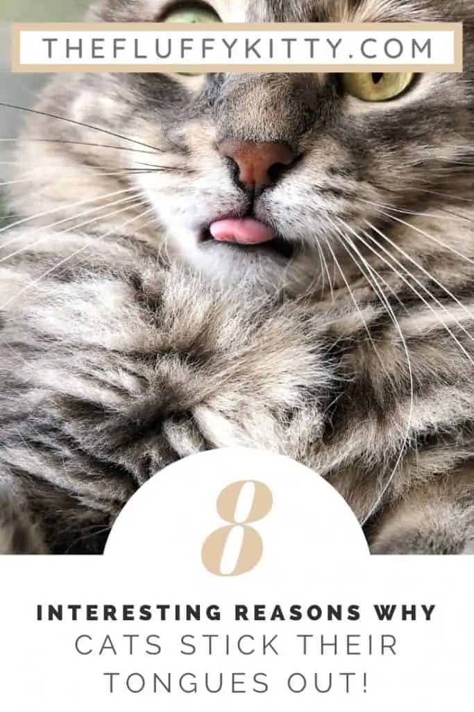 8 Reasons Why Cats Stick Their Tongues Out www.thefluffykitty.com #cats #catswiththeirtonguesout #funnycats #catlovers