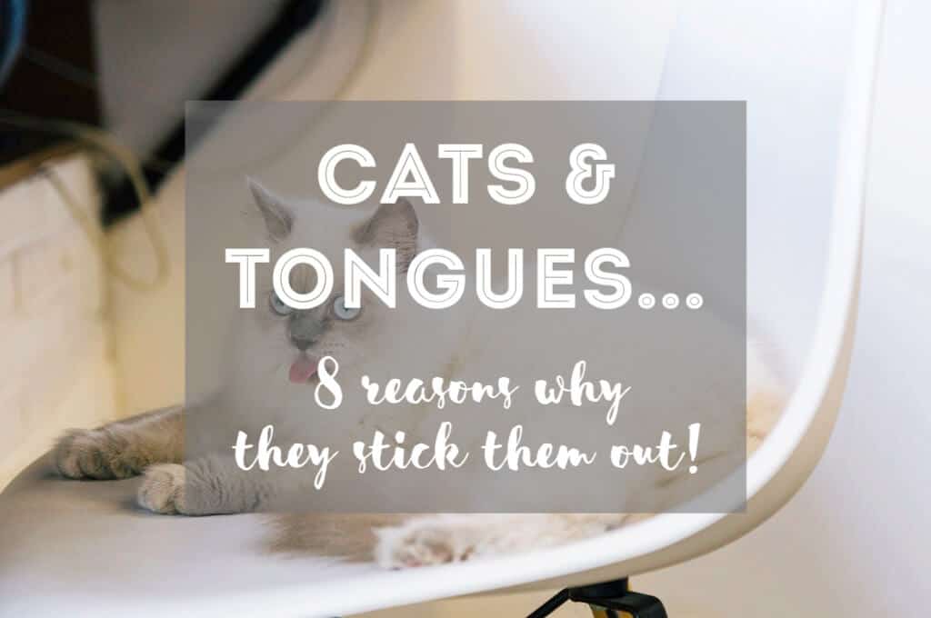 Why Do Cats Stick Their Tongues Out? | Fluffy Kitty