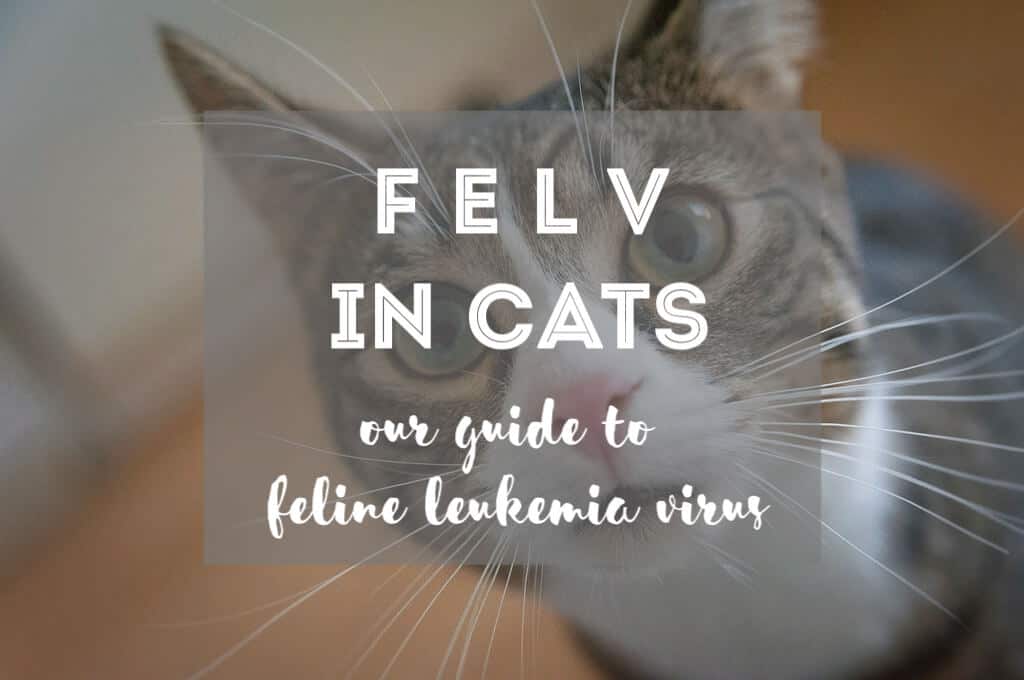 FeLV in Cats : Guide to Feline Leukemia Virus | Fluffy Kitty
