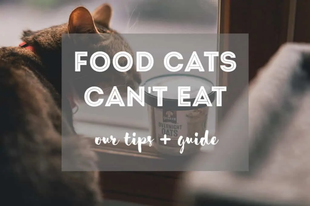 Foods Cats Can't Eat | Fluffy Kitty