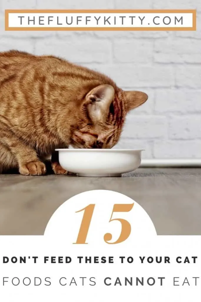 15 Foods Cats CANNOT Eat #cats #catfood #catnutrition #catlovers www.thefluffykitty.com