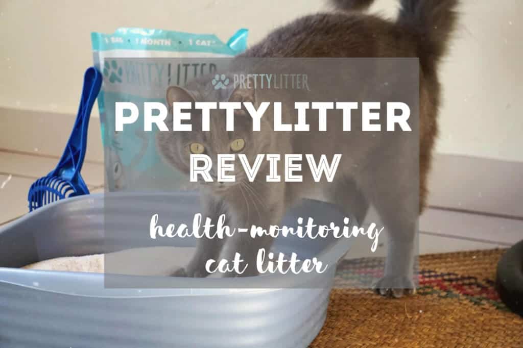 PrettyLitter Review | Fluffy Kitty