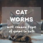 10 Best Cat Litters for Odor Control [By Price/Category]