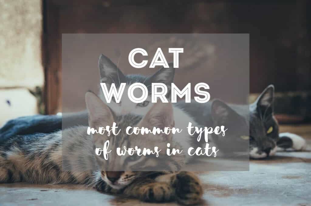 Most Common Types of Worms in Cats | Fluffy Kitty