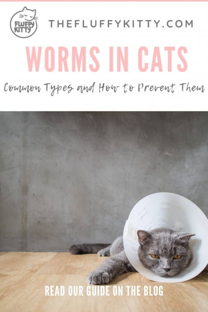 Common Types of Worms in Cats: How to identify worms in cats, how to treat worms, and what to know in order to prevent your cat from getting worms. #cats #cathealth | Fluffy Kitty