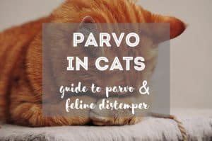 Feline Distemper & Parvo in Cats | Fluffy Kitty