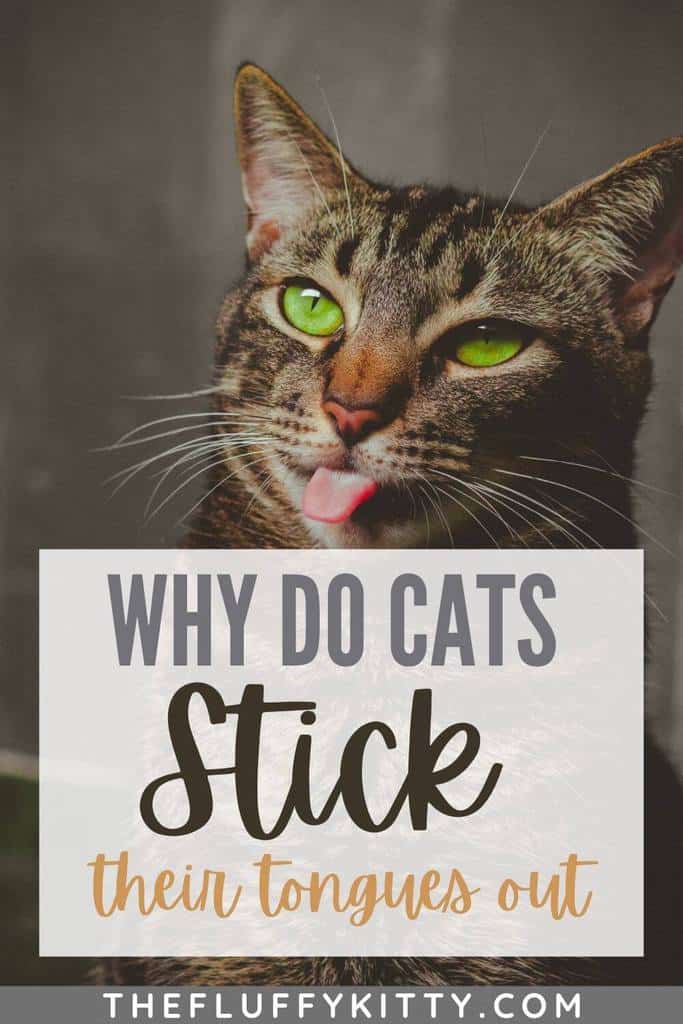 why cats stick their tongues out pin 1