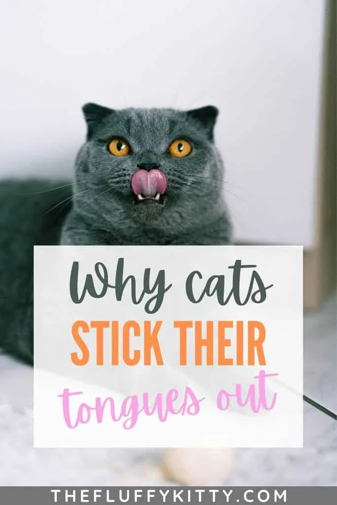 why cats stick their tongues out pin 2