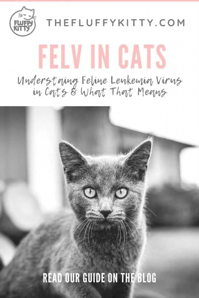 FELV in Cats: Guide to Understanding Feline Leukemia Virus 