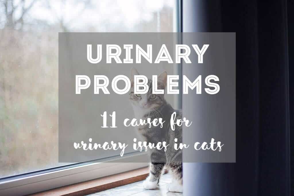 Urinary Tract Problems in Cats | Fluffy Kitty