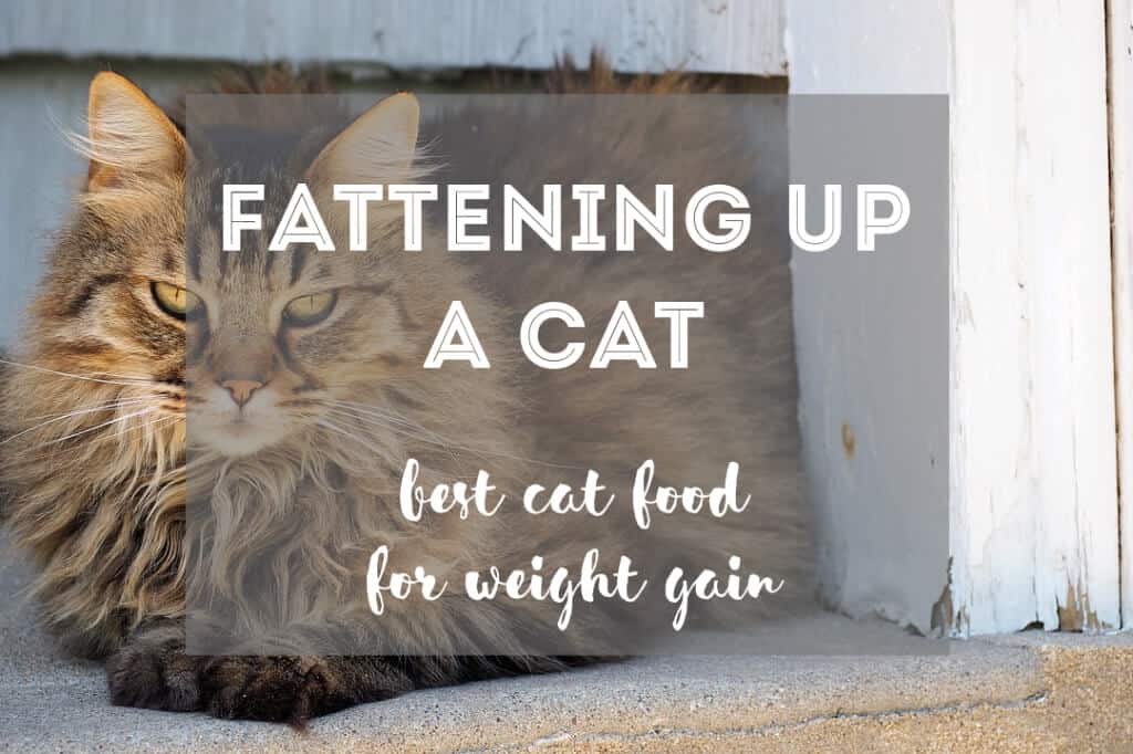 Best Cat Food to Gain Weight | Fluffy Kitty