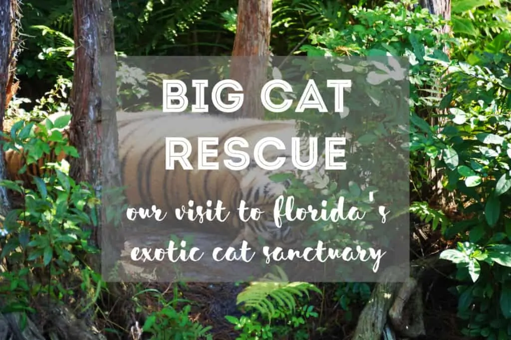 Big Cat Rescue Visit from Fluffy Kitty