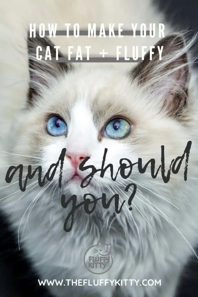 Fat & Fluffy Cats: Should You Make Your Cat Fat and Fluffy? Why Not? There Are Many Reasons Why It's Not the Best Idea. #cats #cathealth #catlovers #fatcats