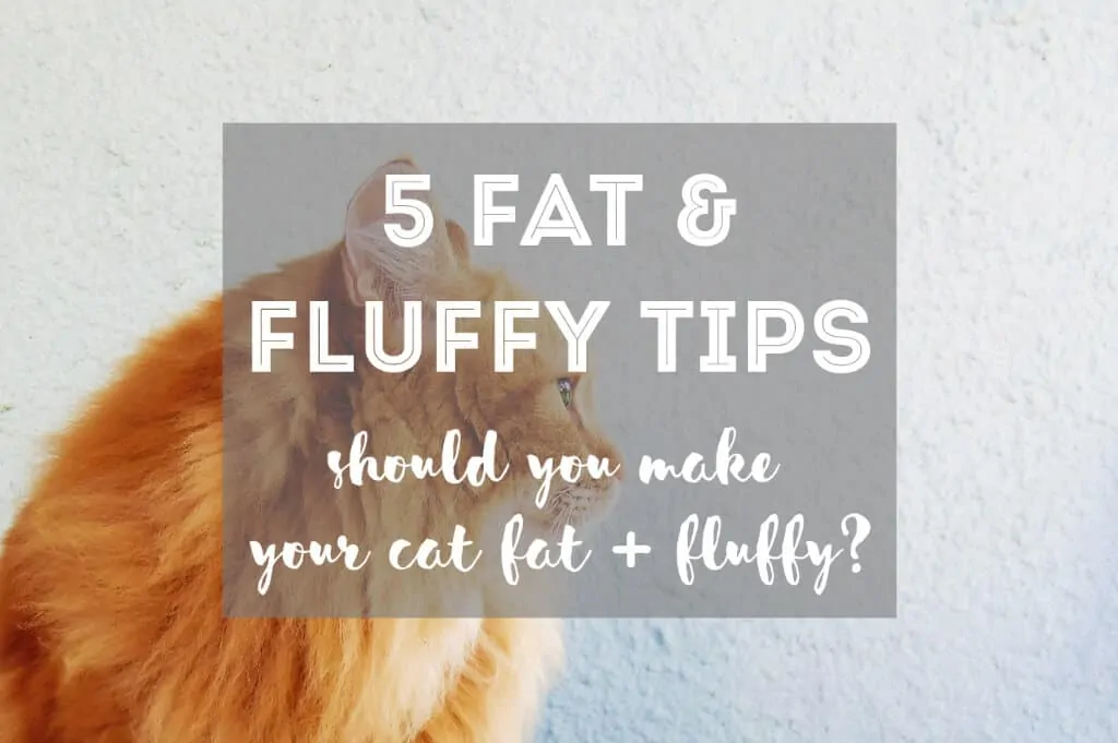 How to Make Your Cat Fat and Fluffy | Fluffy Kitty