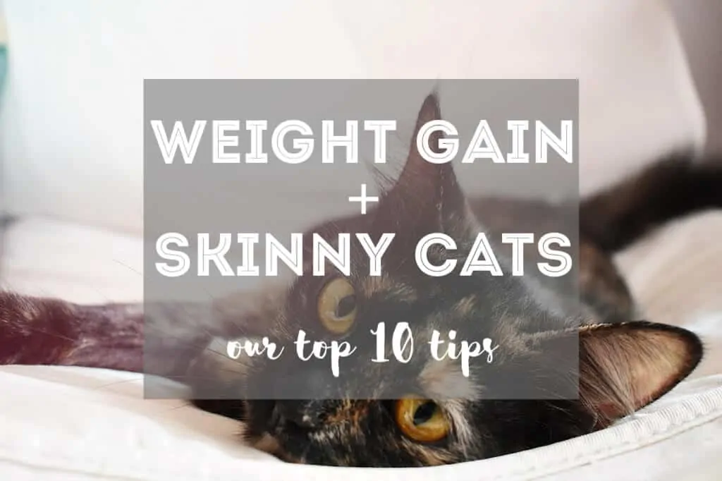 How to Make a Skinny Cat Gain Weight | Fluffy Kitty