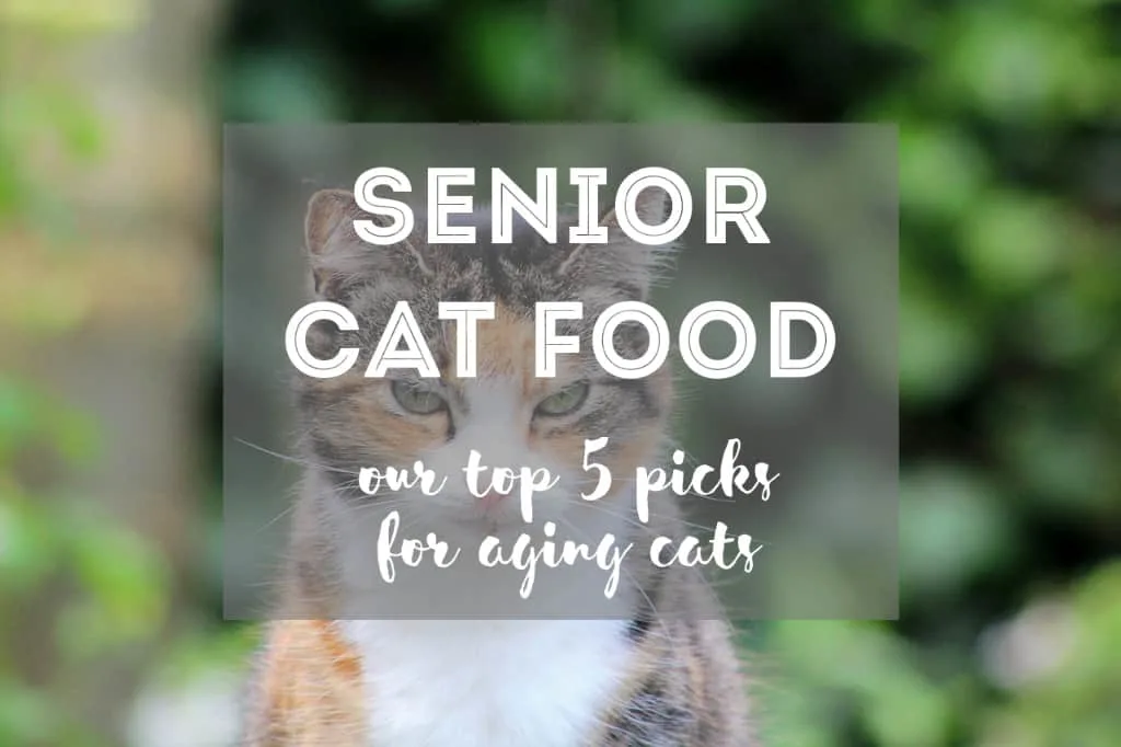 Best Food for Senior Cats | Fluffy Kitty